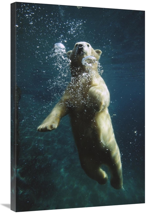 Global Gallery GCS-450841-2436-142 24 x 36 in. Polar Bear Swimming Und