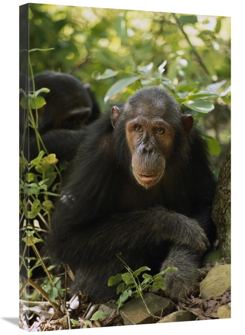 Global Gallery GCS-452827-2030-142 20 x 30 in. Chimpanzee Portrait&#44