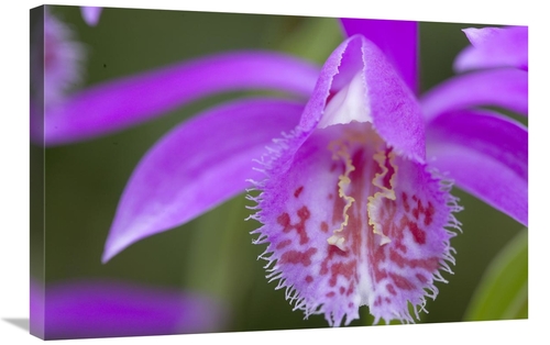 Global Gallery GCS-398322-2030-142 20 x 30 in. Orchid Flower Art Print