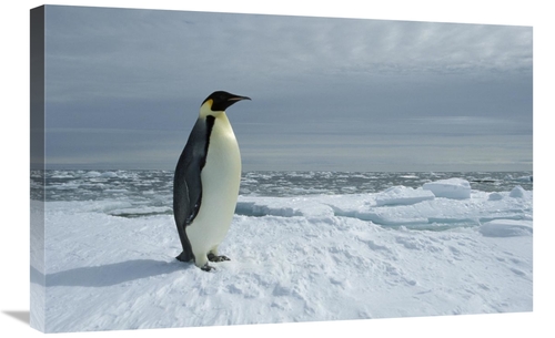 Global Gallery GCS-451723-2030-142 20 x 30 in. Emperor Penguin on Fast