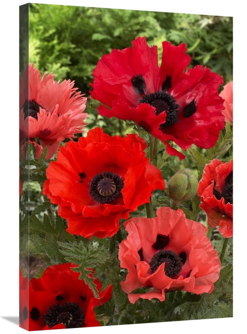 Global Gallery GCS-398335-2030-142 20 x 30 in. Oriental Poppy Flowers 