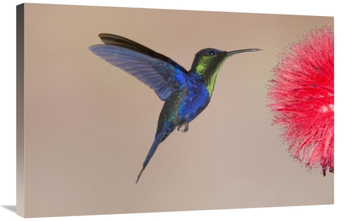 Global Gallery GCS-397422-2436-142 24 x 36 in. Violet-Crowned Woodnymp