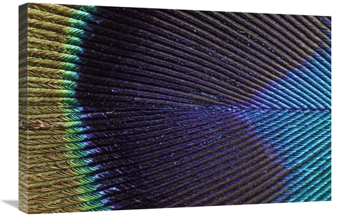 Global Gallery GCS-398001-2030-142 20 x 30 in. Peacock Feather Art Pri