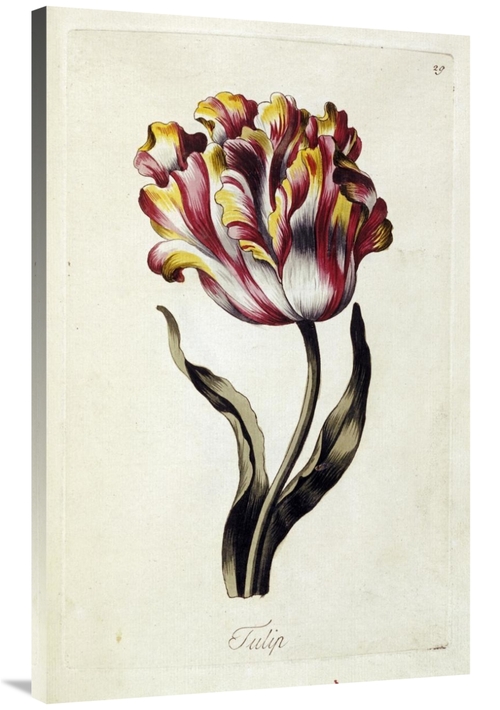 Global Gallery GCS-266986-40-142 40 in. Tulip Art Print - Thomas Parki