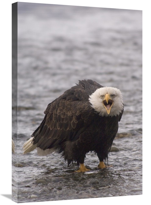 20 x 30 in. Bald Eagle Calling, Alaska Art Print - Michael Quinton