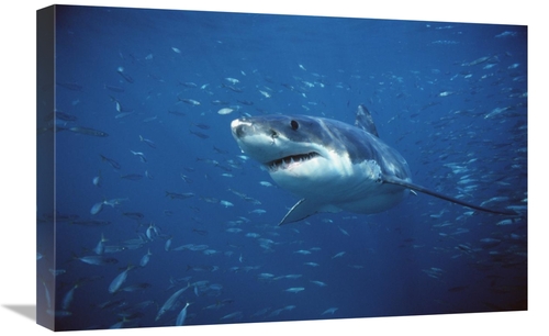 Global Gallery GCS-397971-1624-142 16 x 24 in. Great White Shark Swimm