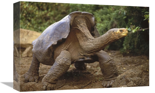 Global Gallery GCS-451229-1218-142 12 x 18 in. Saddleback Galapagos To