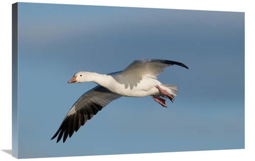 Global Gallery GCS-397412-2436-142 24 x 36 in. Snow Goose Flying, 