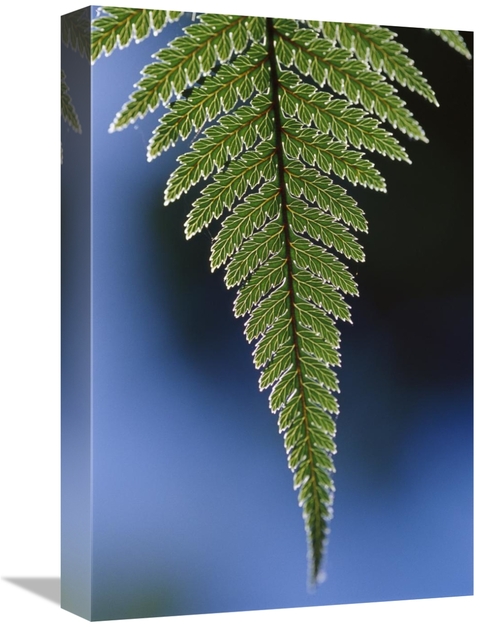 Global Gallery GCS-453508-1218-142 12 x 18 in. Fern Frond, New Zea
