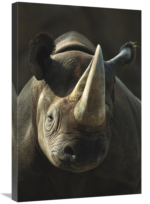 Global Gallery GCS-450840-2030-142 20 x 30 in. Black Rhinoceros Portra