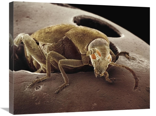 Global Gallery GCS-397627-2228-142 22 x 28 in. American Seed Beetle Em