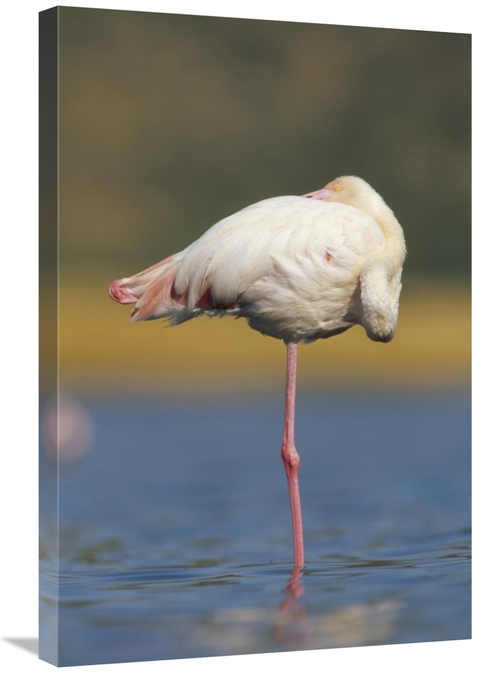 Global Gallery GCS-396457-2030-142 20 x 30 in. Greater Flamingo Standi