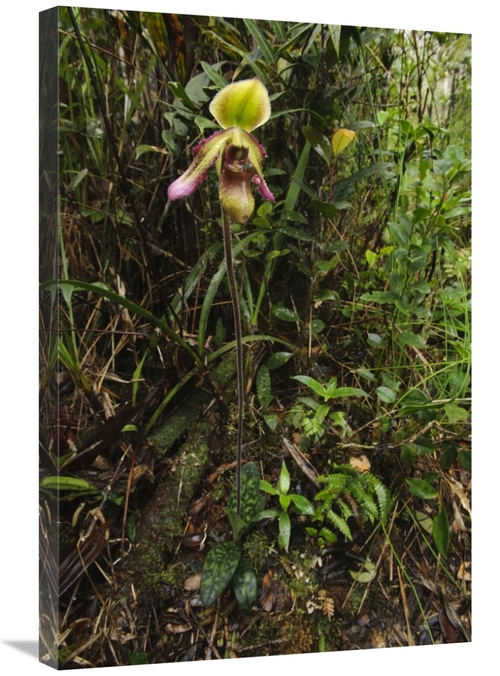 Global Gallery GCS-397557-2030-142 20 x 30 in. Orchid Flower in Rainfo