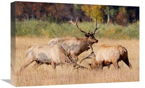 Global Gallery GCS-486467-22-142 22 in. The Second Art Print - Vic Sch