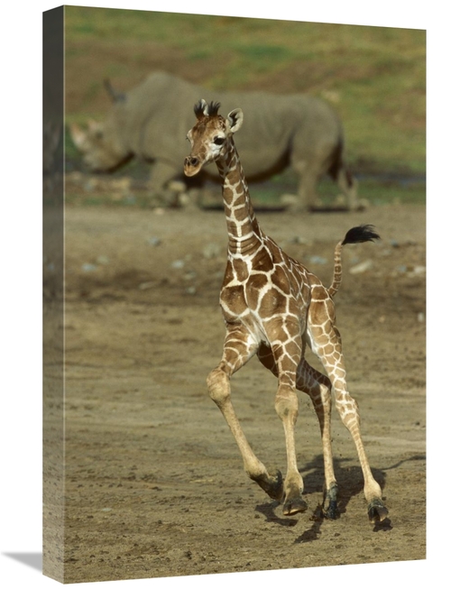 Global Gallery GCS-398159-1624-142 16 x 24 in. Giraffe Juvenile Runnin