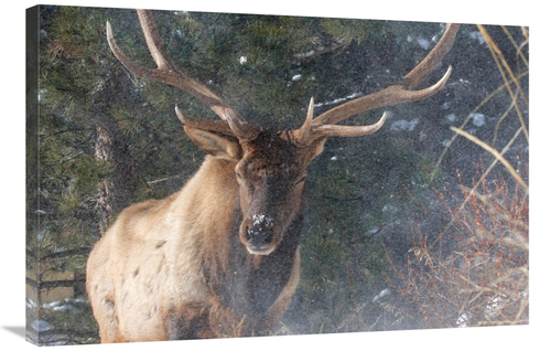 Global Gallery GCS-486479-36-142 36 in. Blowing Snow Art Print - Vic S