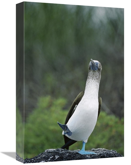 Global Gallery GCS-451739-1218-142 12 x 18 in. Blue-Footed Booby Male 