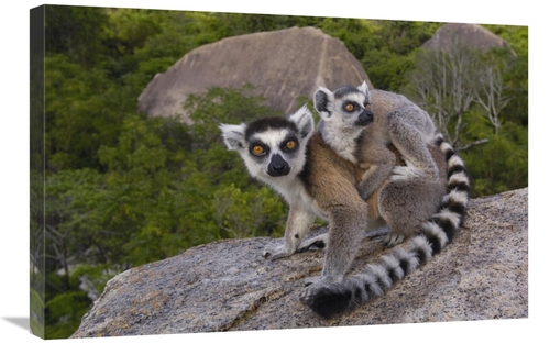 Global Gallery GCS-453241-2030-142 20 x 30 in. Ring-Tailed Lemur & You