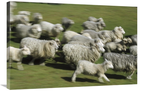 24 x 36 in. Domestic Sheep Herd Running, New Zealand Art Print - K