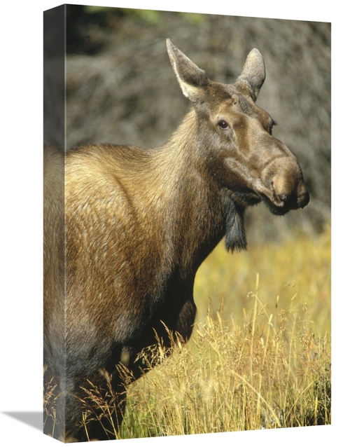 Global Gallery GCS-451990-1218-142 12 x 18 in. Moose Female, North