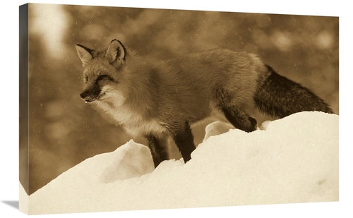 Global Gallery GCS-453680-2030-142 20 x 30 in. Red Fox Standing At the