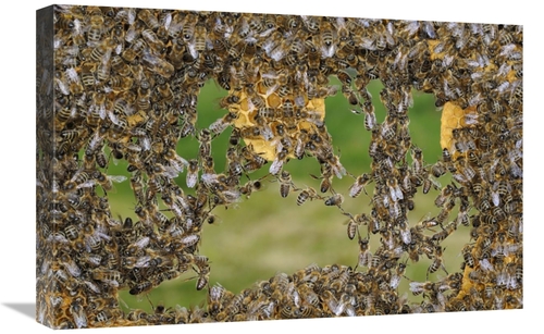 Global Gallery GCS-453384-1624-142 16 x 24 in. Honey Bee Chains Made t