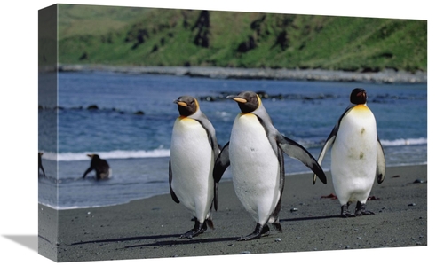 Global Gallery GCS-452449-1218-142 12 x 18 in. King Penguin Trio on Sh