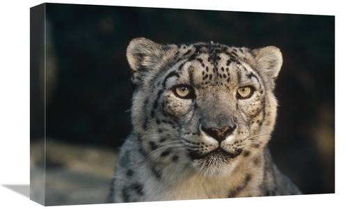 Global Gallery GCS-452760-1218-142 12 x 18 in. Snow Leopard, Woodl