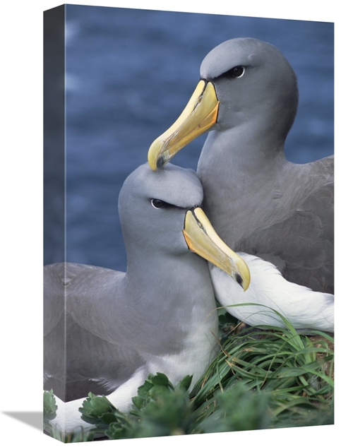 Global Gallery GCS-395649-1218-142 12 x 18 in. Chatham Albatross Affec