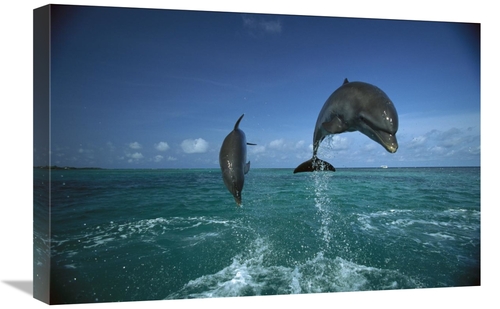 Global Gallery GCS-452429-1624-142 16 x 24 in. Bottlenose Dolphin Pair
