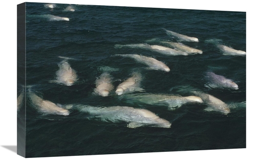 Global Gallery GCS-450726-1624-142 16 x 24 in. Beluga Whale, Group