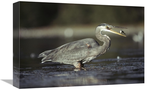 Global Gallery GCS-396324-1218-142 12 x 18 in. Great Blue Heron with C
