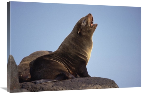 Global Gallery GCS-451230-2436-142 24 x 36 in. Galapagos Fur Seal Call