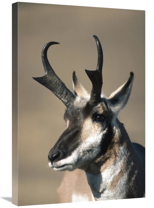 Global Gallery GCS-451841-2030-142 20 x 30 in. Pronghorn Antelope Port