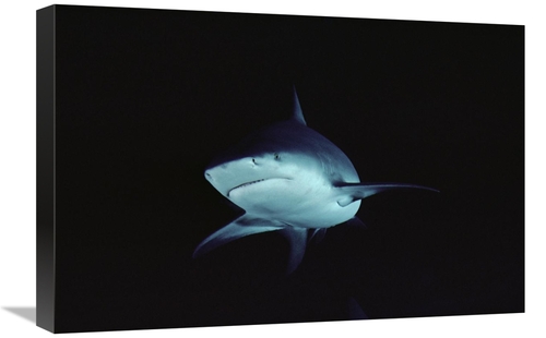 Global Gallery GCS-450656-1624-142 16 x 24 in. Bull Shark Underwater P