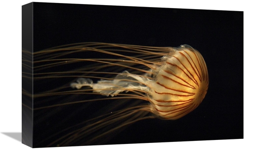 Global Gallery GCS-397710-1218-142 12 x 18 in. Northern Sea Nettle Jel