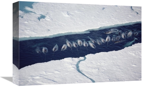 Global Gallery GCS-450596-1218-142 12 x 18 in. Narwhal Group in Ice Br