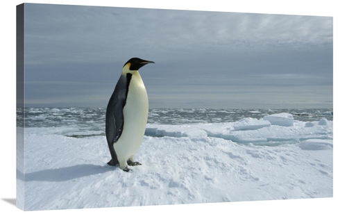Global Gallery GCS-451723-2436-142 24 x 36 in. Emperor Penguin on Fast