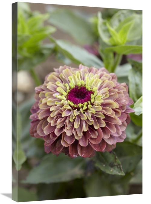 Global Gallery GCS-398398-2030-142 20 x 30 in. Elegant Zinnia Queen Re