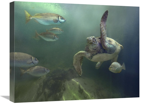 Global Gallery GCS-396160-1824-142 18 x 24 in. Green Sea Turtle & Fish
