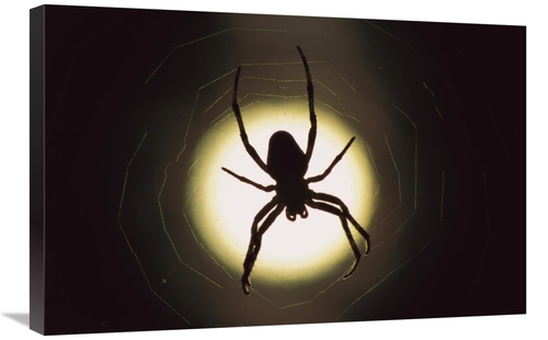 Global Gallery GCS-397504-2030-142 20 x 30 in. Spider Silhouetted in I