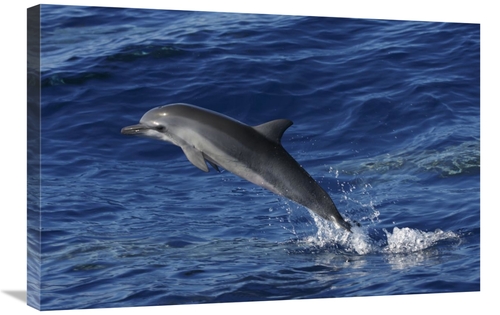 Global Gallery GCS-453578-2030-142 20 x 30 in. Spinner Dolphin Jumping