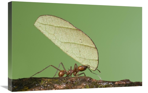 Global Gallery GCS-397304-2030-142 20 x 30 in. Leafcutter Ant Carrying