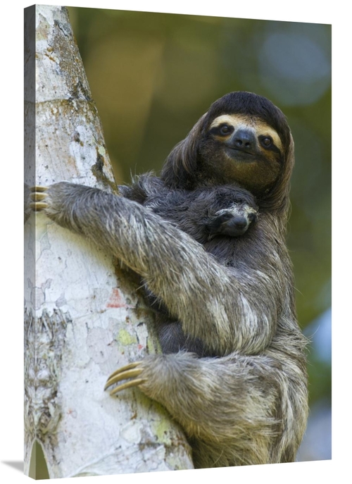 Global Gallery GCS-395872-2436-142 24 x 36 in. Brown-Throated Three-To