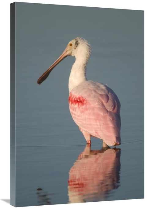 Global Gallery GCS-397325-2436-142 24 x 36 in. Roseate Spoonbill, 