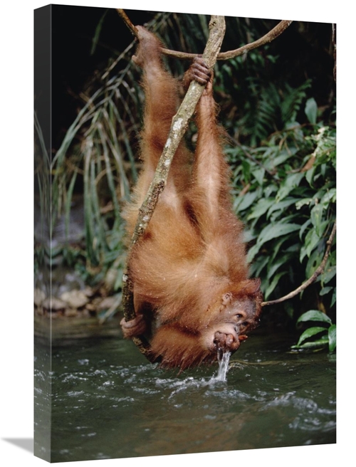 Global Gallery GCS-452480-1624-142 16 x 24 in. Orangutan Drinking From