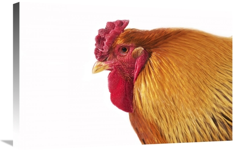 Global Gallery GCS-397525-2030-142 20 x 30 in. Domestic Chicken, P