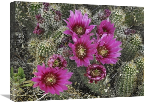 18 x 24 in. Hedgehog Cactus Flowering, Arizona Art Print - Tim Fit