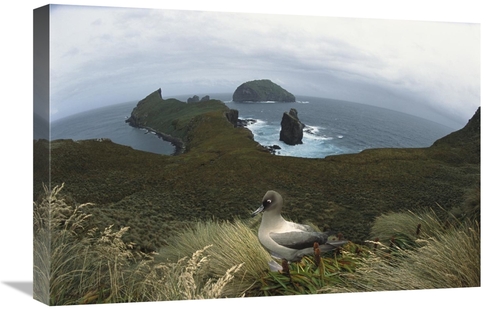 Global Gallery GCS-451617-1624-142 16 x 24 in. Light-Mantled Albatross
