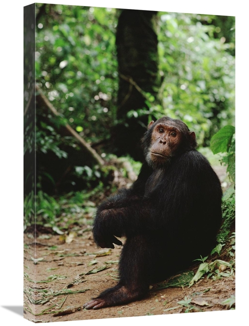 Global Gallery GCS-452741-1624-142 16 x 24 in. Chimpanzee on Forest Fl